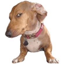 a brown and white dog with a pink collar is looking at the camera .