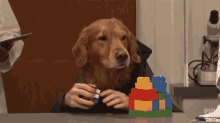 a dog is playing with a rubik 's cube on a table next to a pile of lego blocks .