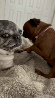 a pug and a boxer are playing with each other