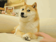 a dog laying on a couch with a person 's hand on its paw