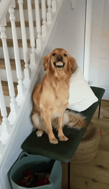 a dog is sitting on a bench next to a staircase with its mouth open