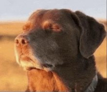 a close up of a dog 's face with its eyes closed .