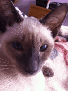 a close up of a siamese cat 's face with blue eyes