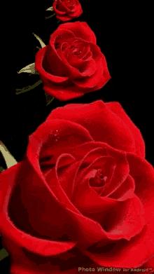 a row of red roses on a black background with the words photo window for android on the bottom