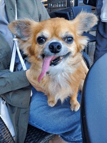 a small dog with its tongue hanging out is being held by a person