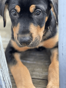 a black and brown puppy is laying on a wooden floor