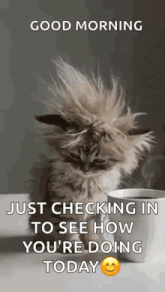 a fluffy cat is sitting next to a cup of coffee and a good morning message .
