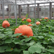 a greenhouse filled with lots of pumpkins growing in it