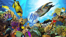 a turtle is swimming over a coral reef surrounded by colorful fish and the hp logo