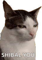 a picture of a cat with the words shibal you on it