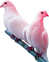 two white birds with pink beaks are perched on a branch