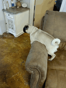 a pug dog is sitting on a couch in front of a table with a sign that says thank you