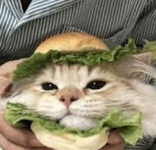 a cat is eating a hamburger with lettuce on it 's head .