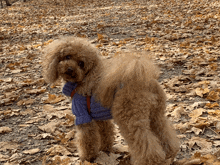 a small brown dog wearing a blue scarf is standing on a pile of leaves