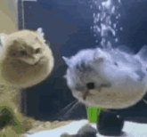 two cats are standing next to each other in an aquarium .