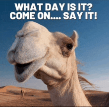 a picture of a camel with the words " what day is it come on say it "