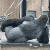 a gorilla is laying on its back on a table in a zoo .