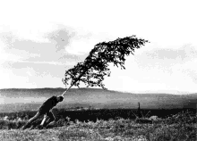 a man is pushing a tree in the wind