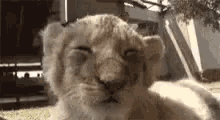 a close up of a lion cub looking at the camera with its eyes closed and a tree in the background .