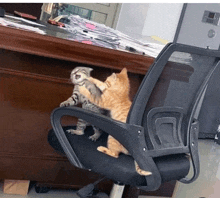 two cats are playing on an office chair in front of a desk