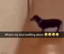 a dog is standing next to a wall with a caption that says `` what 's my blud waffling about ''