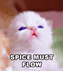a white kitten with blue eyes and the words `` spice must flow '' written above it .