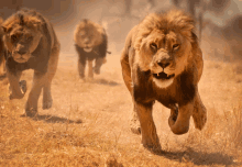 a group of lions are running in the desert