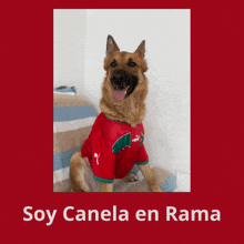 a german shepherd wearing a red puma shirt sits on a bed