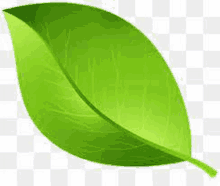 a green leaf with a green stem on a transparent background .