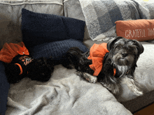 two small dogs are laying on a couch with a pillow that says grateful