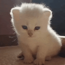 a small white kitten with blue eyes is sitting on a bed .