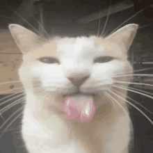 a white and orange cat is sticking its tongue out .