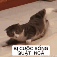 a cat is laying on its back on the floor with a caption in a foreign language .