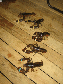 several lobsters are lined up on a wooden surface