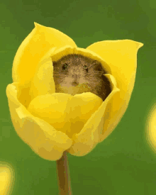 a yellow flower with a small mouse inside of it