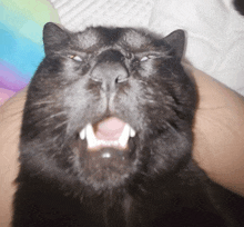 a close up of a black cat yawning with its mouth open