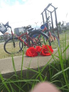 a row of bicycles are parked in a grassy field with red roses