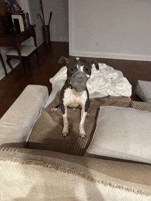 a dog wearing a muzzle is laying on a couch