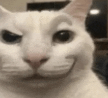 a close up of a white cat making a funny face with its eyes closed .