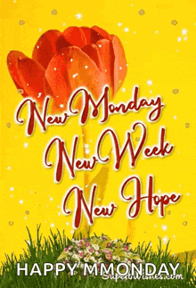a yellow background with a red flower and the words `` new monday new week new hope '' .