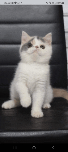 a white and grey kitten is sitting on a black chair and looking up at the camera