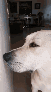 a close up of a dog 's face in a living room with a table and chairs in the background