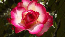 a close up of a pink and white rose with a yellow center .