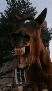 a brown horse making a funny face with its mouth wide open