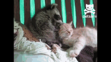 a raccoon petting a kitten on a bed with petsami written on the bottom