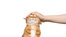 a person is petting a cat 's head with their hand .