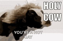 a picture of a cow with the words `` holy cow you 're a hot gay '' written above it .