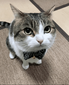 a cat wearing a black and white bow tie is looking up