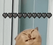 a cat is sitting in front of a window with a row of hearts behind it .