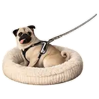 a pug dog wearing a harness and leash is laying in a white dog bed
